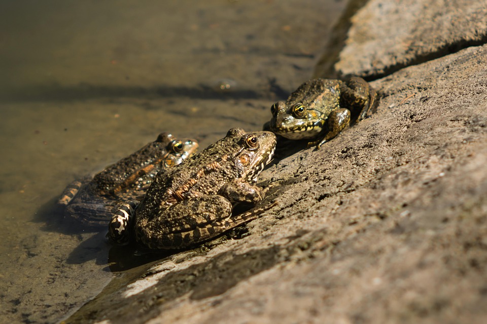 Frogs Amphibian Animals - Free photo on Pixabay