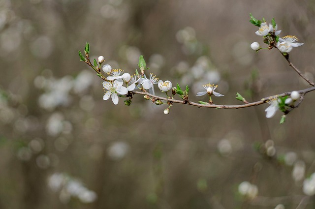 Die Natur, Feder, Garten, Blume, Blühen