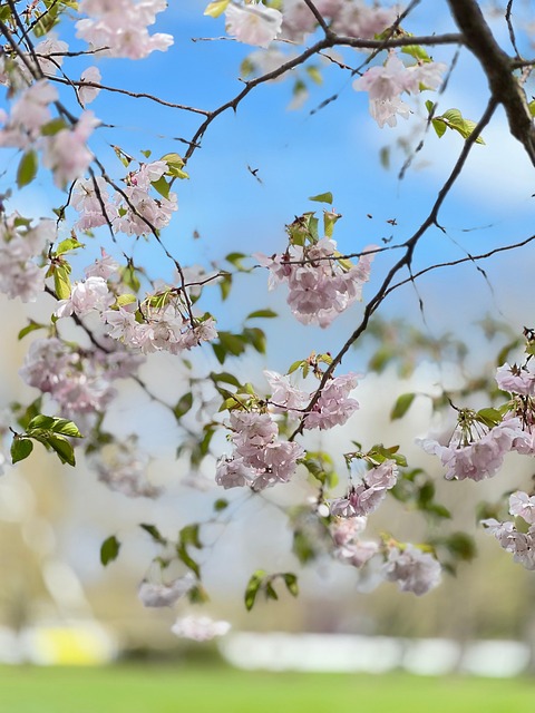 Primavera, Sakura, Florescer, Flores