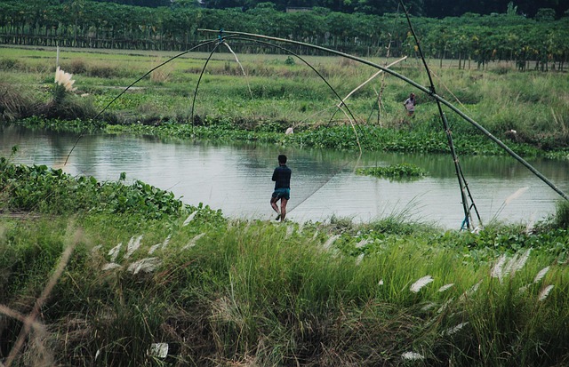 Free Bangladesh Green photo and picture