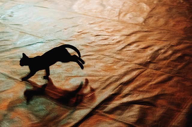 Free Cat Black photo and picture