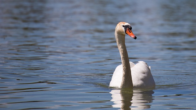 Free Bird Nature photo and picture