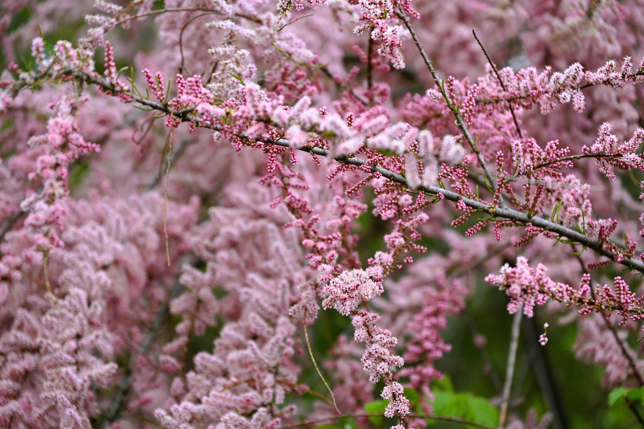 灌木 鲜花 绽放 - Pixabay上的免费照片 - Pixabay