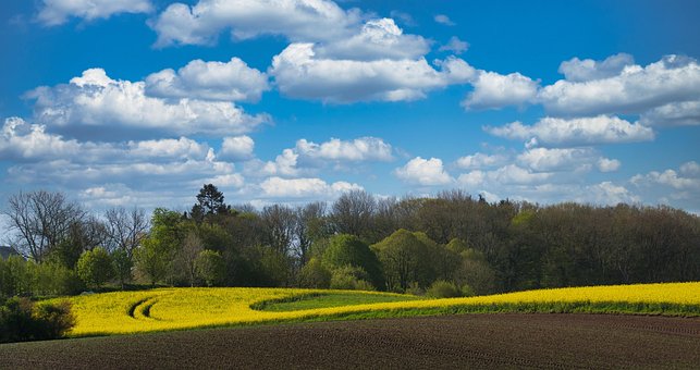 Free Landscape Oilseed Rape photo and picture