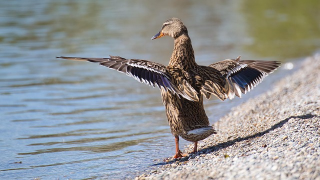 Free Duck Mallard photo and picture