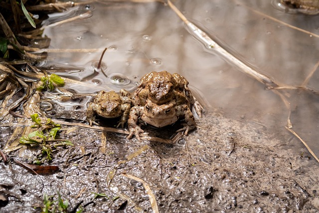 Kröte, Die Natur, Sumpf, Feder
