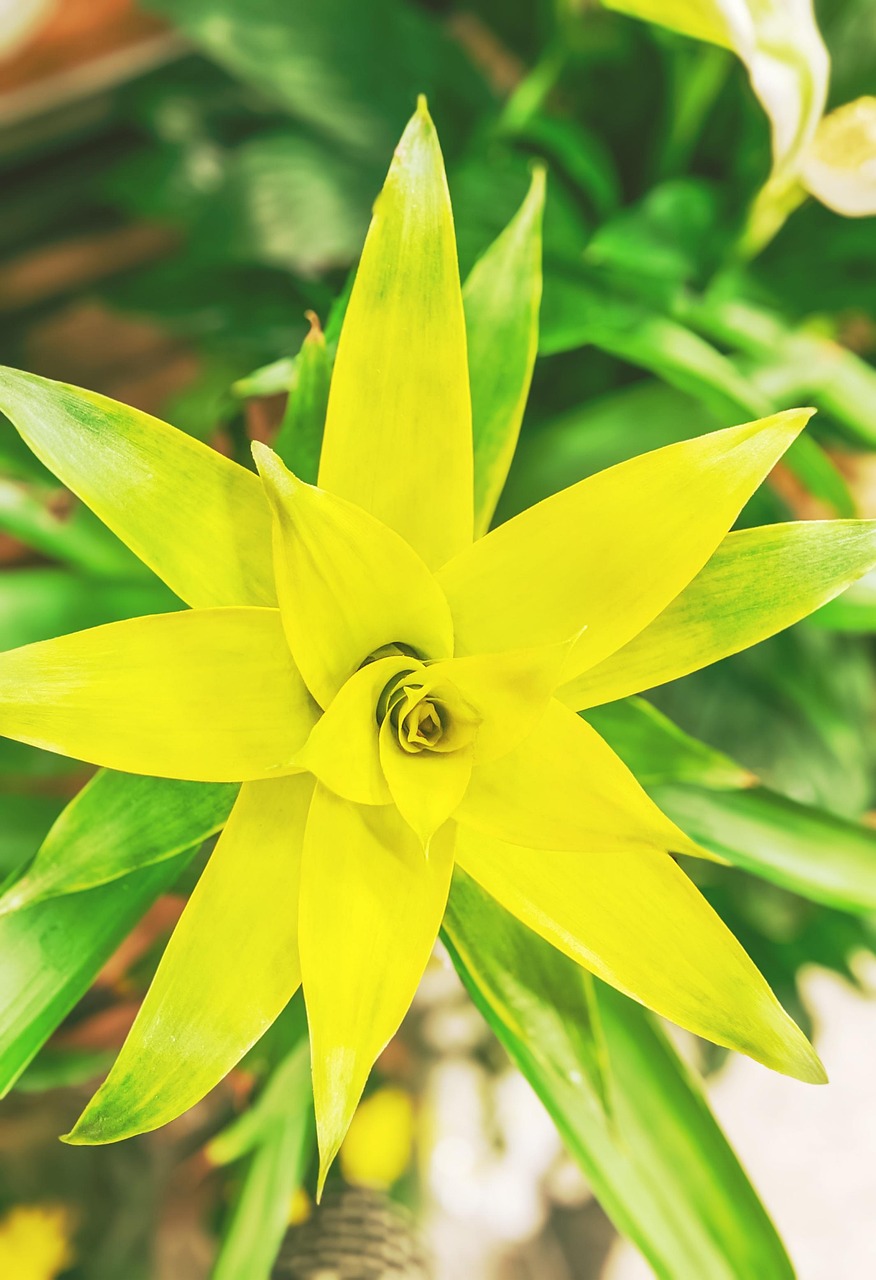 Flower Botany Bloom - Free photo on Pixabay - Pixabay