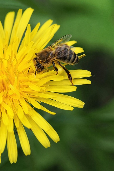 Pollination Bee Insect - Free photo on Pixabay - Pixabay