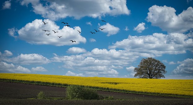 Rapsmark, Himmel, Skyer, Fugle, Natur