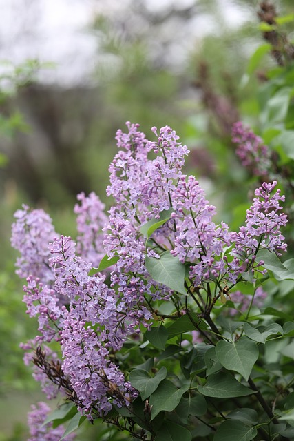 Free Flower Nature photo and picture