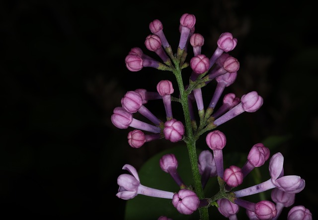 Free Flowers Nature photo and picture