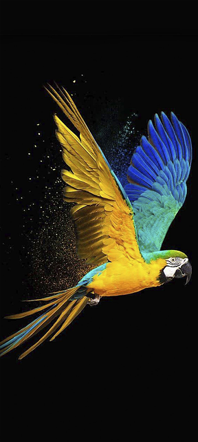 Free bird nature parrot illustration