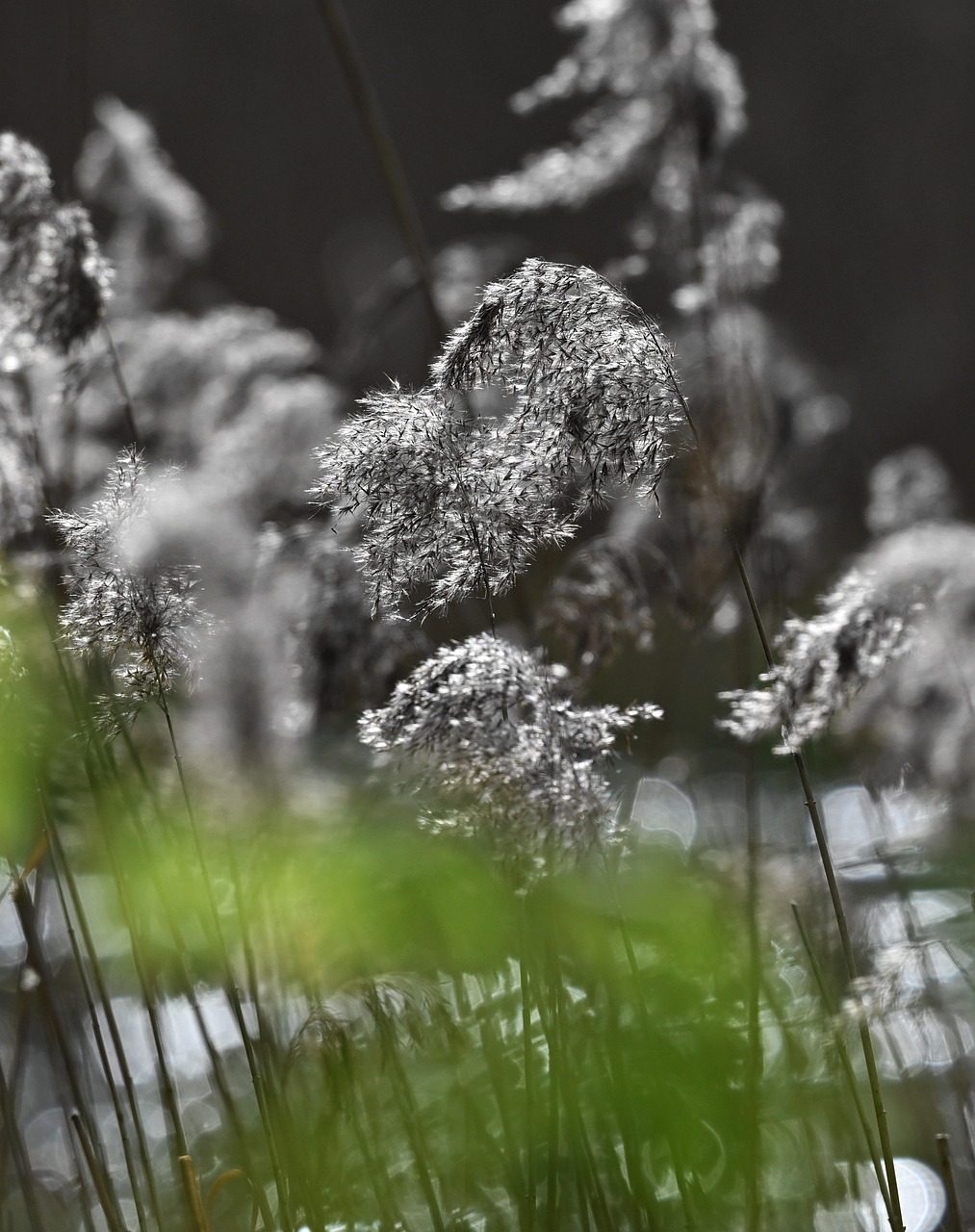 Reeds Water Nature - Free photo on Pixabay - Pixabay