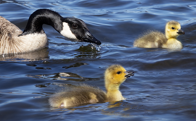 Free geese goslings birds illustration