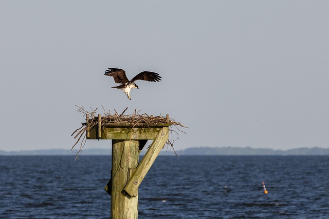 OSPREY NEST LOCATION visual data 4