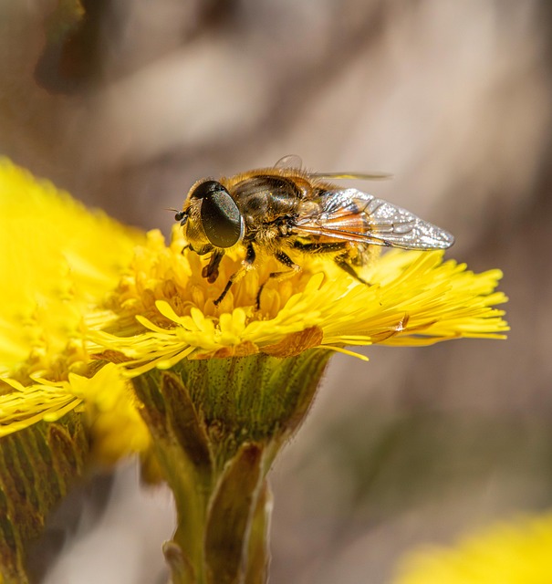Free Coltsfoot Fly photo and picture