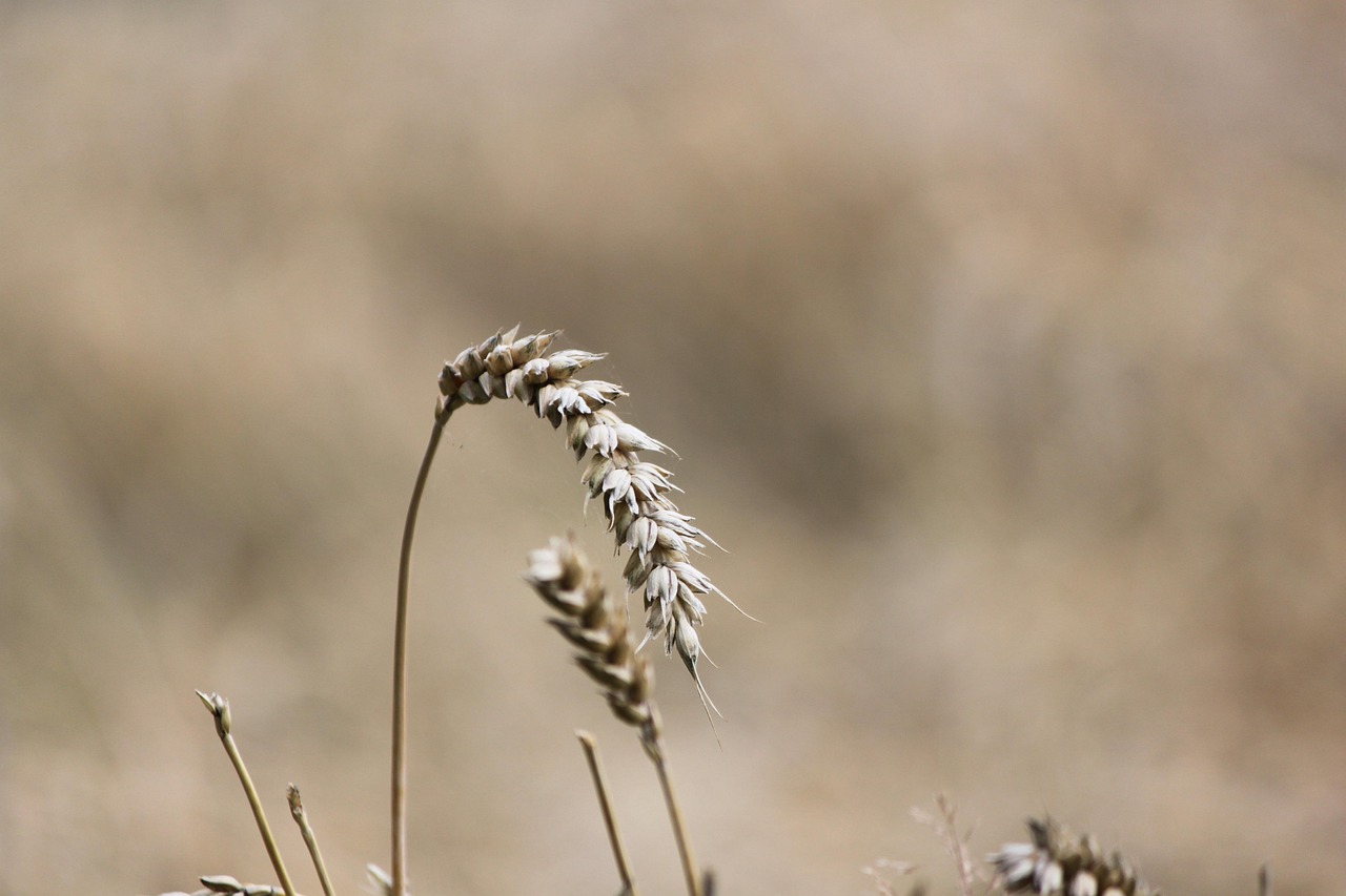 Grain Ear Crop Free photo on Pixabay Pixabay
