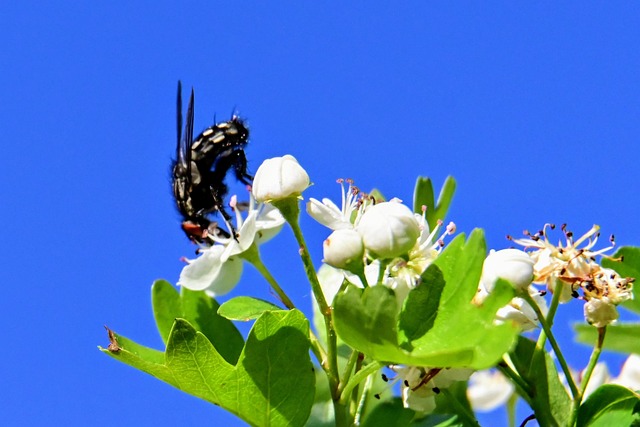 Free Blossom Bloom photo and picture