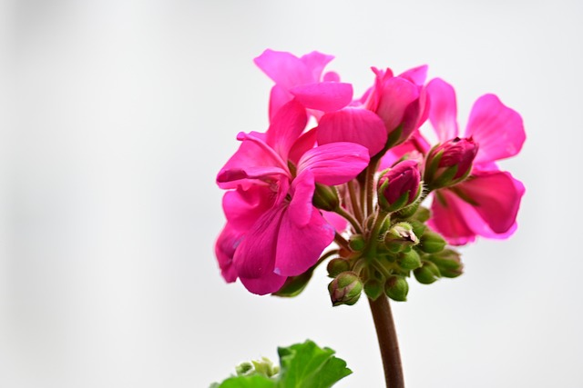 Free Geranium Pink photo and picture