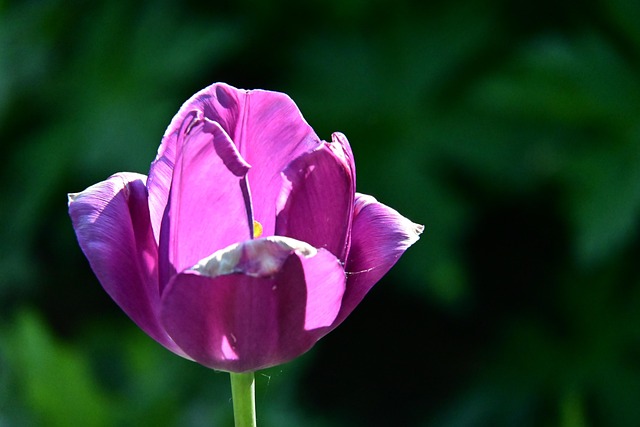 Free Petals Tulip photo and picture