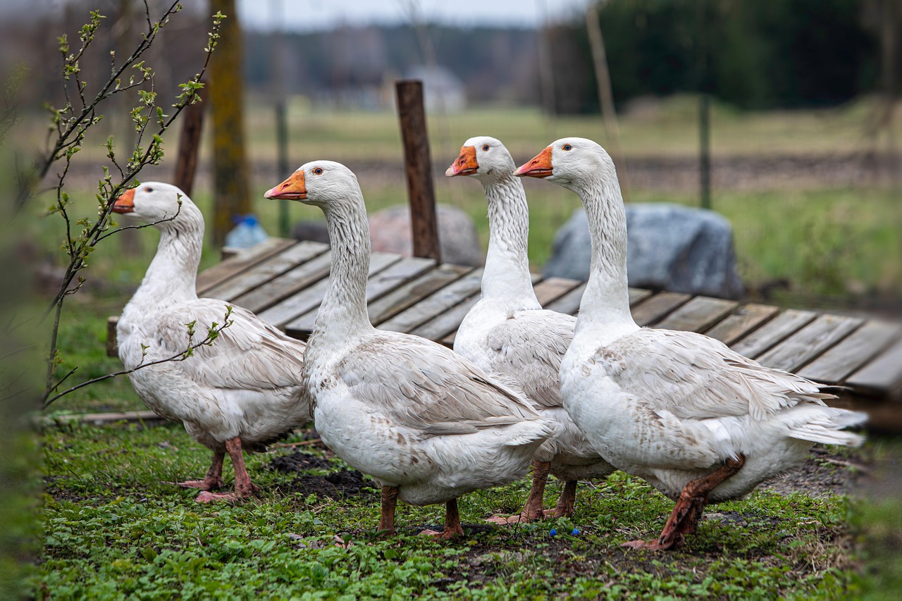 Geesc Geese Poultry Livestock - Free photo on Pixabay