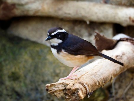 Free Wild Bird photo and picture