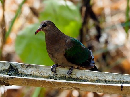 Free Common Emerald photo and picture