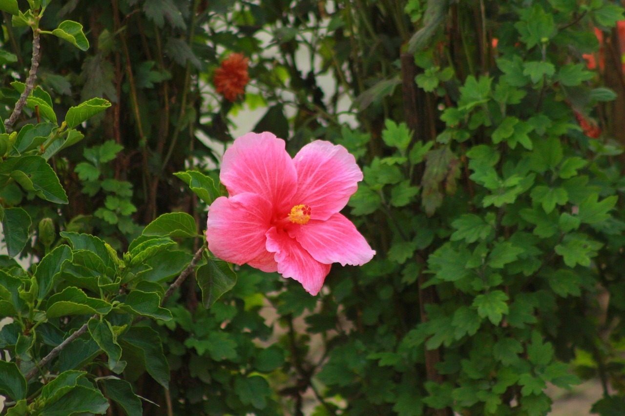 Nature Fleur Fleurir - Photo gratuite sur Pixabay