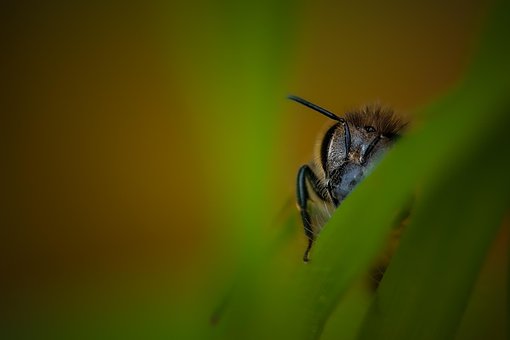 Free Bee Insect photo and picture