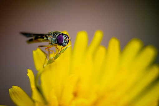Free Insect Wings photo and picture