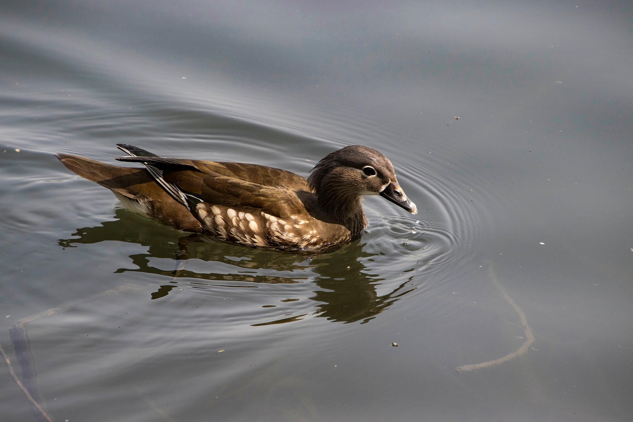 Animal Riata Rață Raţă Mandarin Animal Viata - Fotografie gratuită pe Pixabay - Pixabay