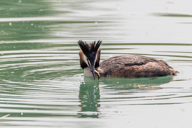 Stor Crested Grebe, Vannfugler, Mate