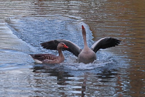 Free Water Bird Greylag Goose photo and picture