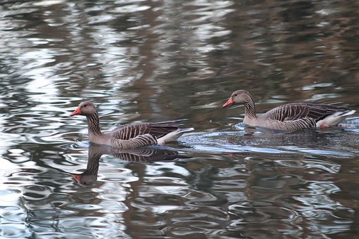 Free Bird Greylag Goose photo and picture