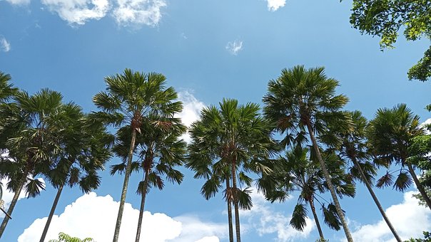 Free Natural Tree photo and picture