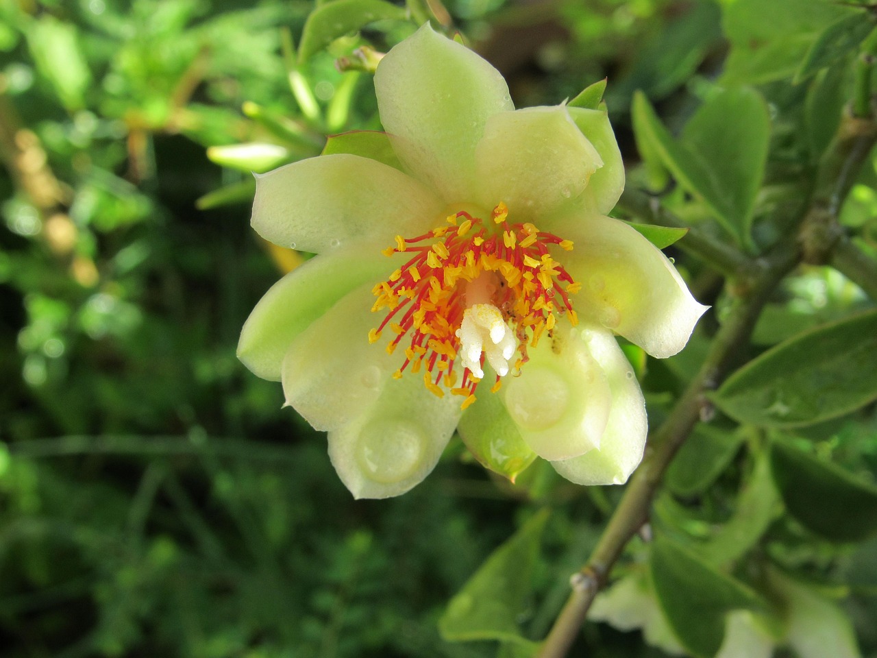 FLEUR main image 1