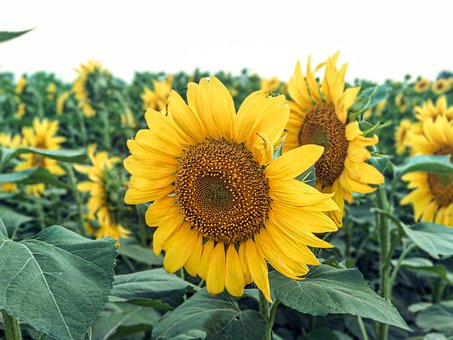 Free Flowers Sunflowers photo and picture