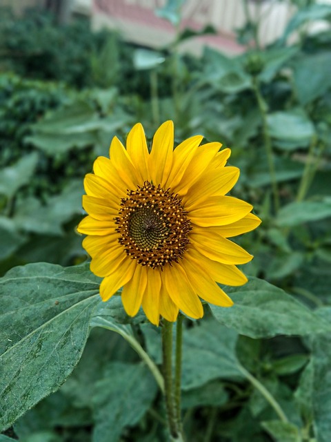 Free Sun Flowers Natural Beauty photo and picture
