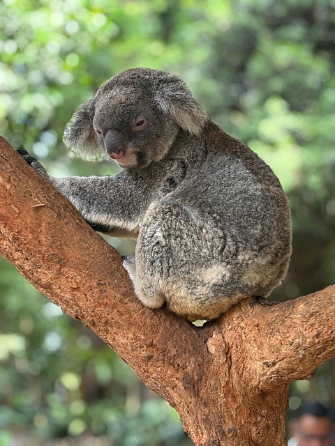 Australia, koala and sydney — photo by 17905874