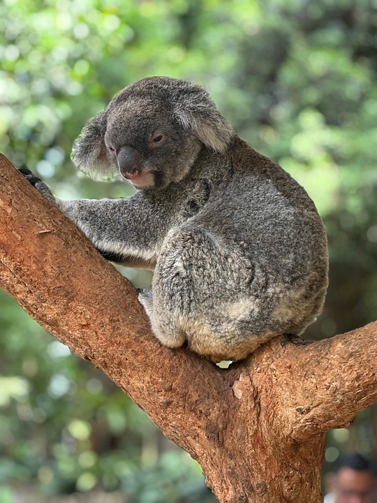 Sydney Researchers Awarded $22 Million for Health and Medical Research - News Directory 3