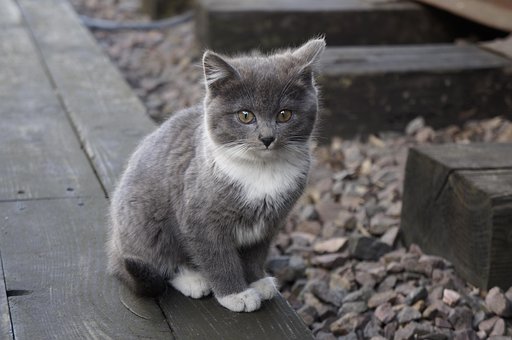 Free Cat Kitten photo and picture