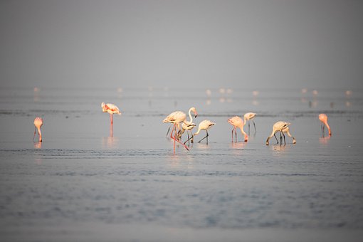 Free Flamingo Greater Flamingo photo and picture