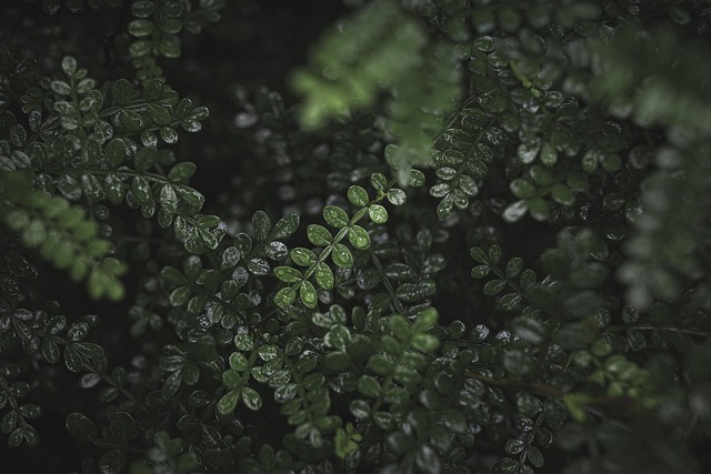 Free Green Natural photo and picture