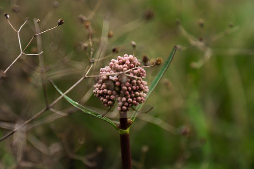 Asclepias Fascicularis, Blomst, Natur