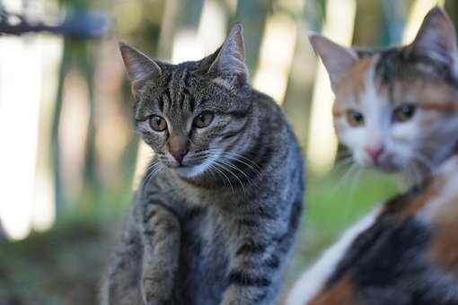 Gato, Gatinha, Gatinho, Floresta, Gatos