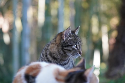 Gato, Gatinha, Gatinho, Floresta, Gatos