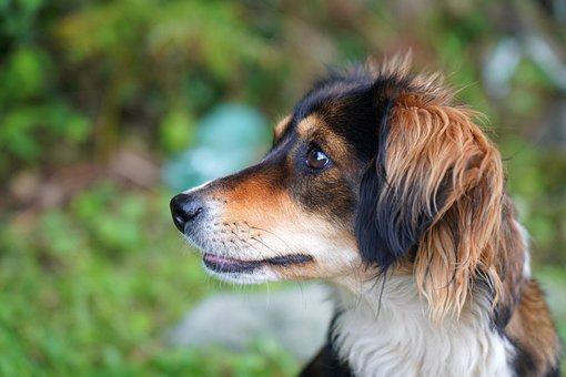 Cachorro, Amigos, Amigo, Trama, Floresta