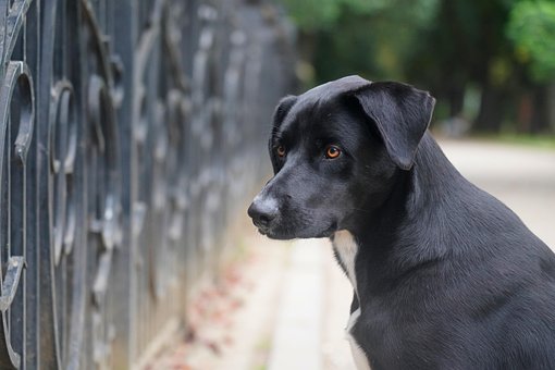 Cachorro, Amigos, Amigo, Trama, Floresta