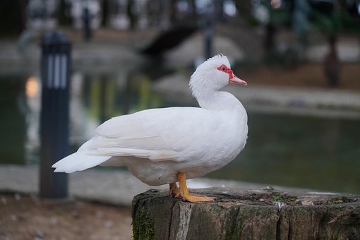 Pato, Pato-Real, Lago, Agua, Rio