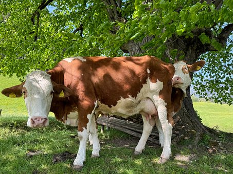 Free Cow Beef photo and picture